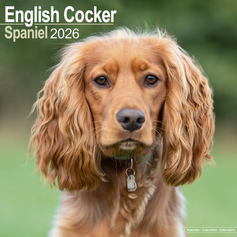 English Cocker Spaniel Kalender 2026