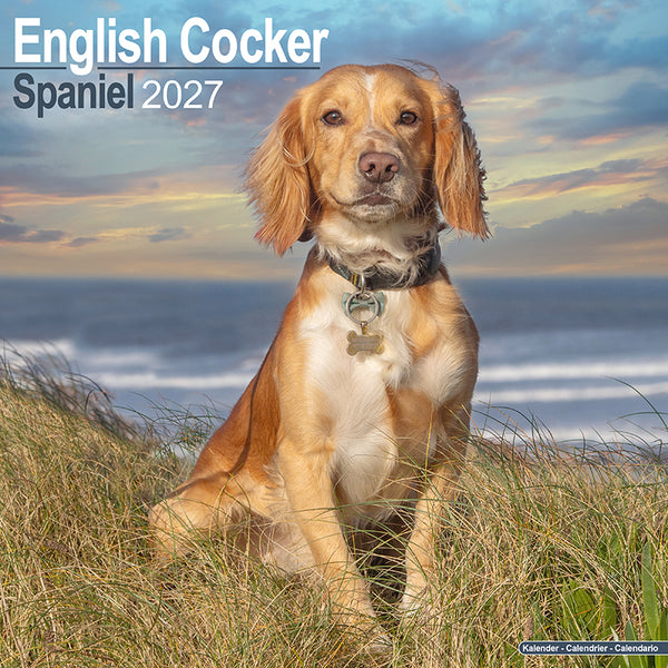 English Cocker Spaniel Kalender 2027
