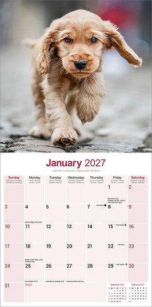 English Cocker Spaniel Kalender 2027