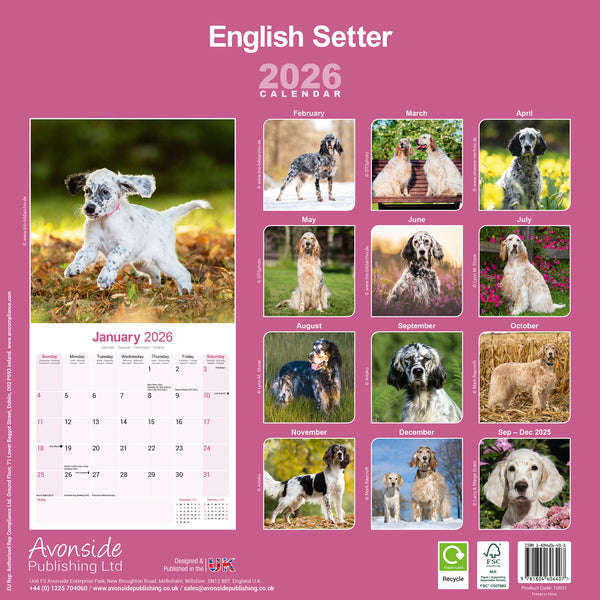 English Setter Kalender 2026