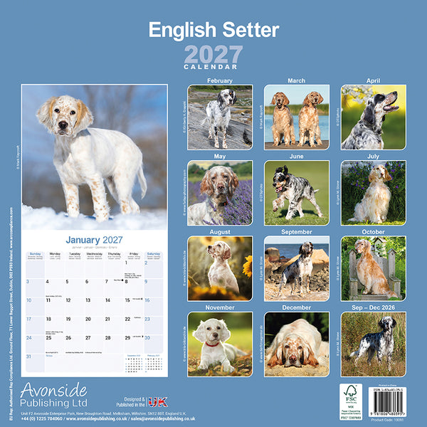 English Setter Kalender 2027