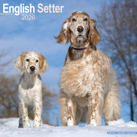 English Setter Kalender 2026