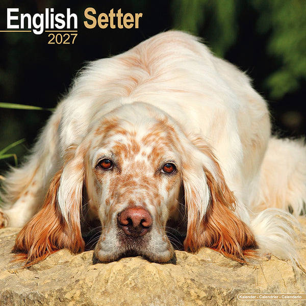 English Setter Kalender 2027