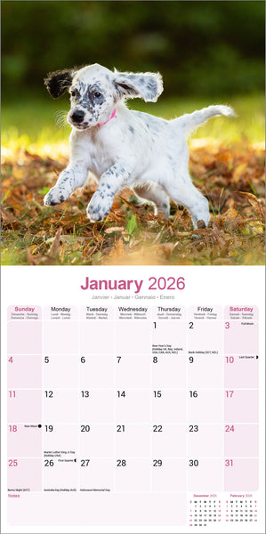 English Setter Kalender 2026