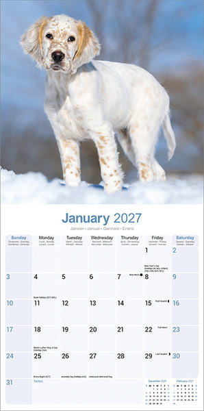 English Setter Kalender 2027