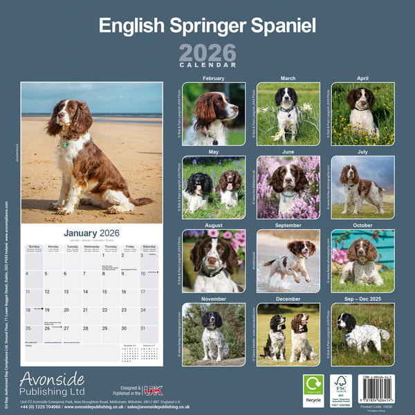 English Springer Spaniel Kalender 2026