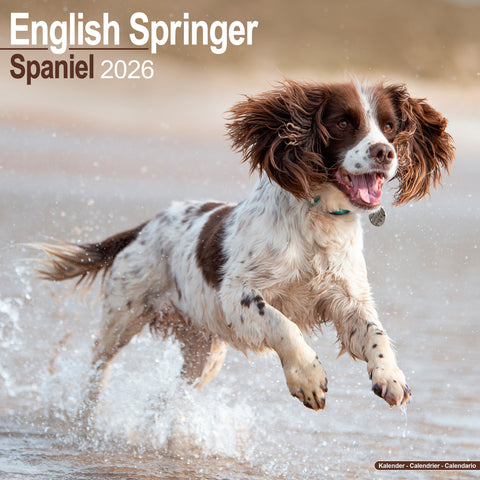 English Springer Spaniel Kalender 2026