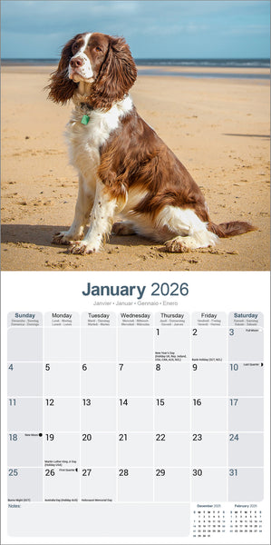 English Springer Spaniel Kalender 2026