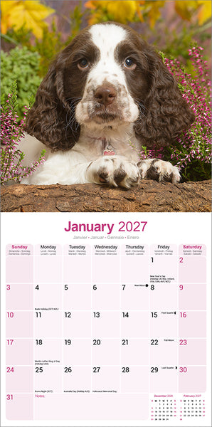 English Springer Spaniel Kalender 2027