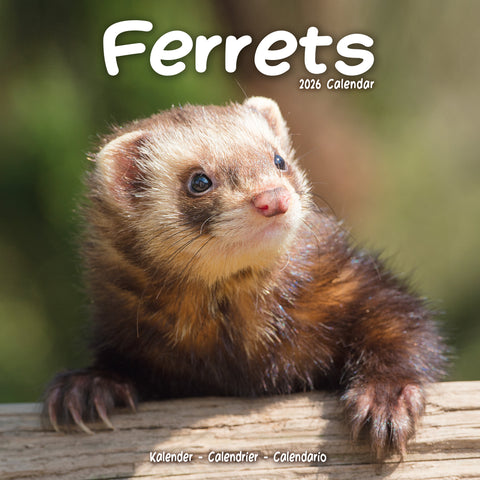 Ferrets Kalender 2026