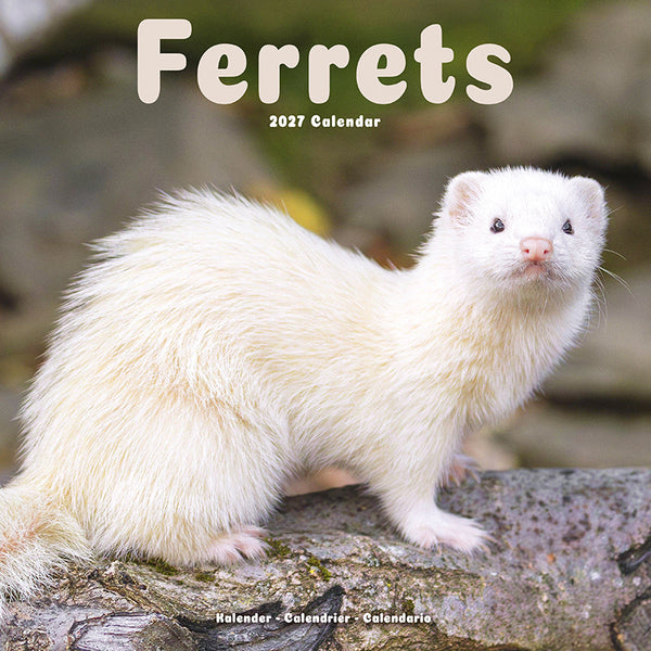 Ferrets Kalender 2027