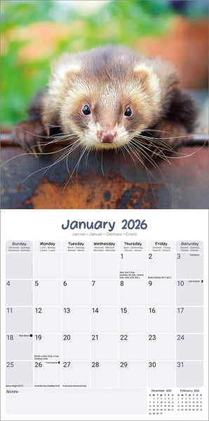 Ferrets Kalender 2026