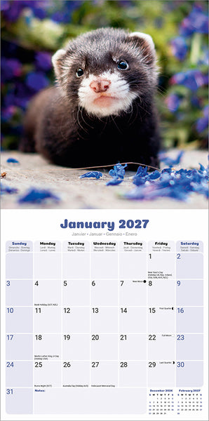 Ferrets Kalender 2027