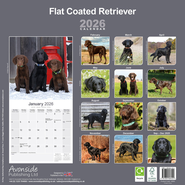 Flat Coated Retriever Kalender 2026