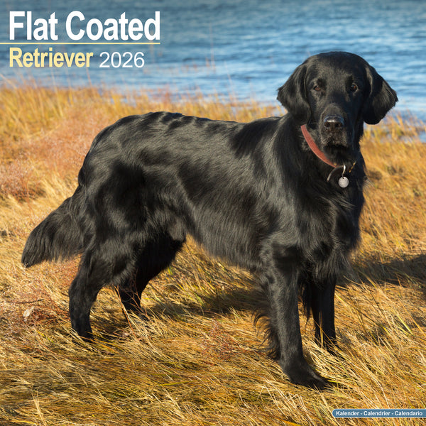 Flat Coated Retriever Kalender 2026