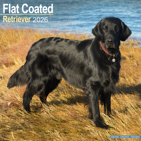 Flat Coated Retriever Kalender 2026