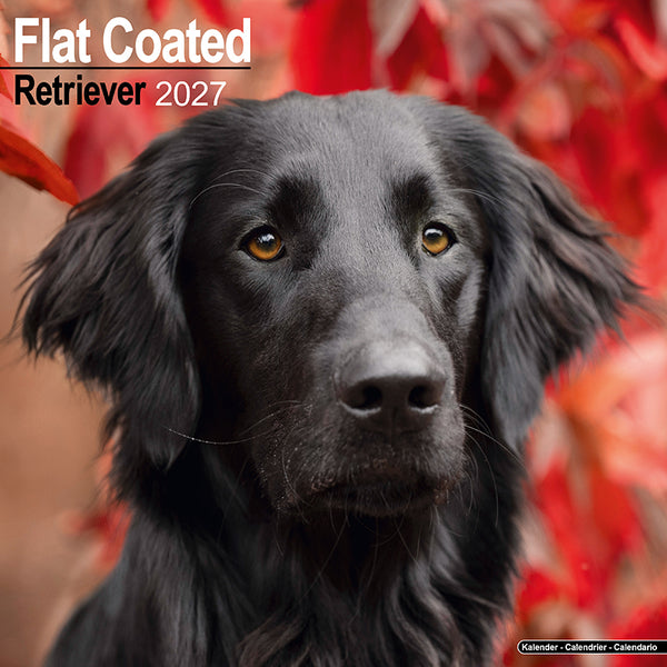 Flat Coated Retriever Kalender 2027