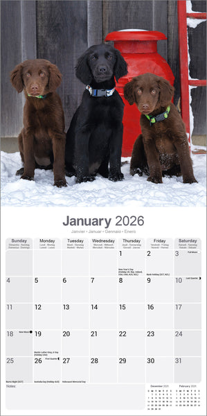 Flat Coated Retriever Kalender 2026