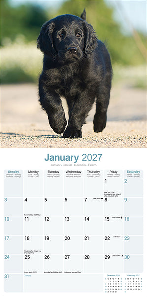 Flat Coated Retriever Kalender 2027