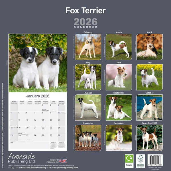Fox Terrier Kalender 2026