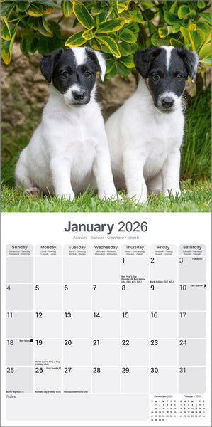 Fox Terrier Kalender 2026