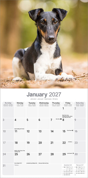 Fox Terrier Kalender 2027