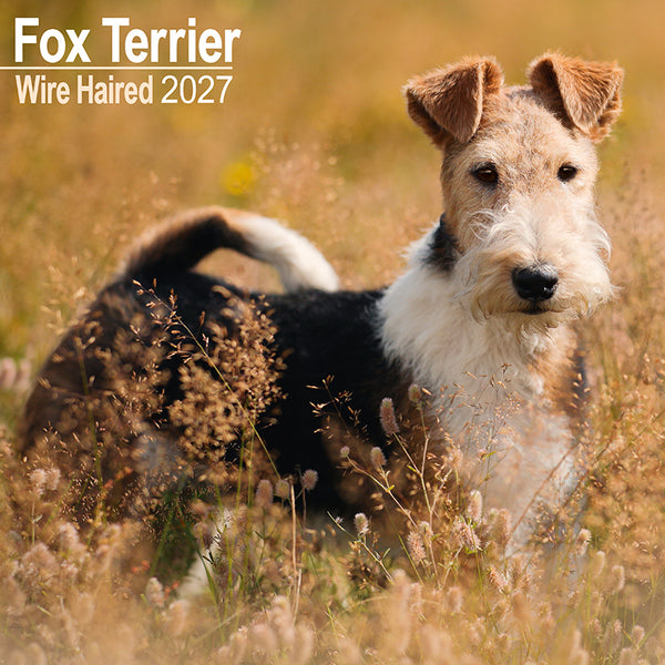 Fox Terrier Wire Haired Kalender 2027