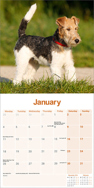 Fox Terrier Wire Haired Kalender 2027