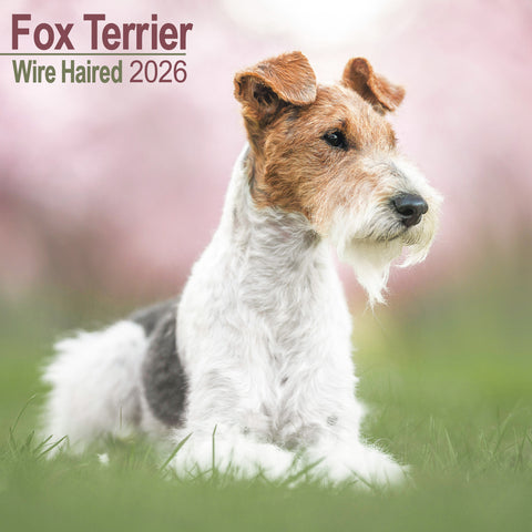 Fox Terrier Wire Haired Kalender 2026