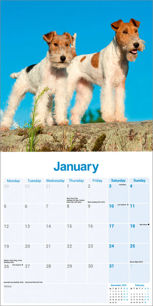 Fox Terrier Wire Haired Kalender 2026