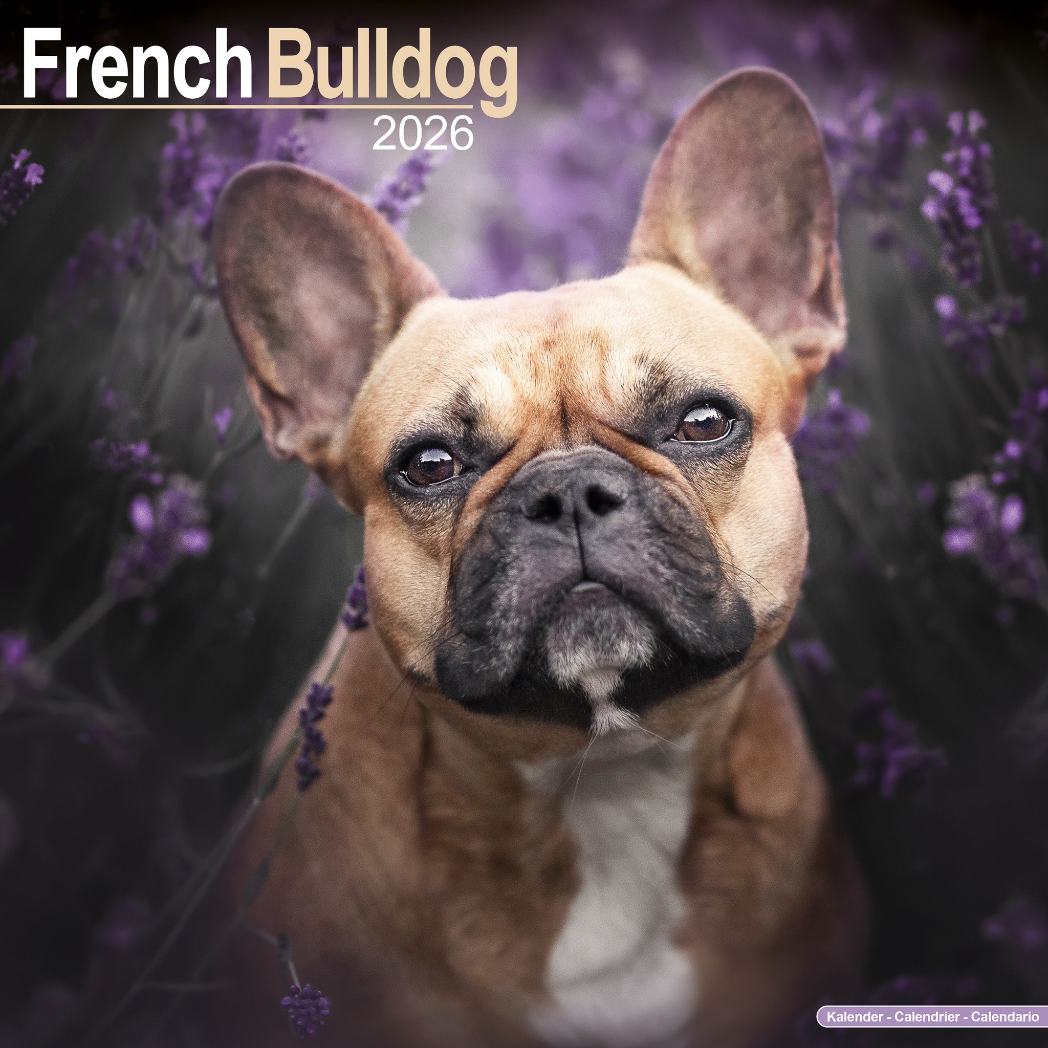 French Bulldog Kalender 2026