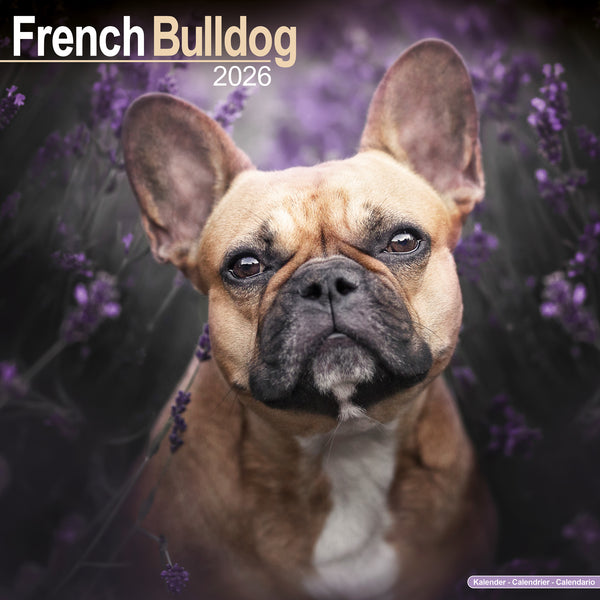 French Bulldog Kalender 2026