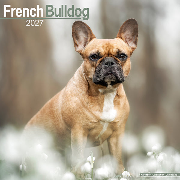 French Bulldog Kalender 2027
