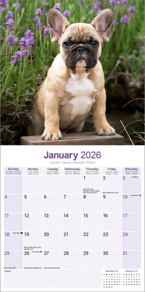 French Bulldog Kalender 2026