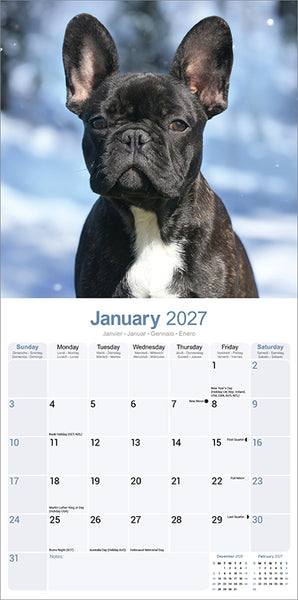 French Bulldog Kalender 2027