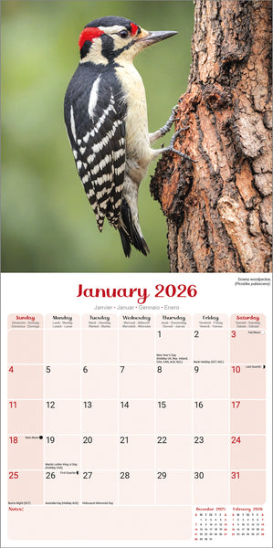 Garden Birds Kalender 2026