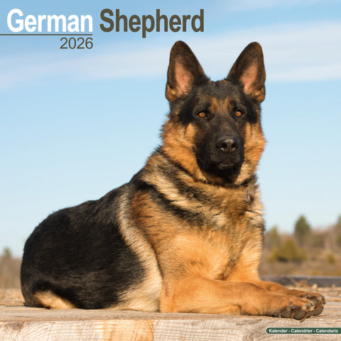 German Shepherd Kalender 2026