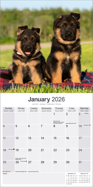 German Shepherd Kalender 2026