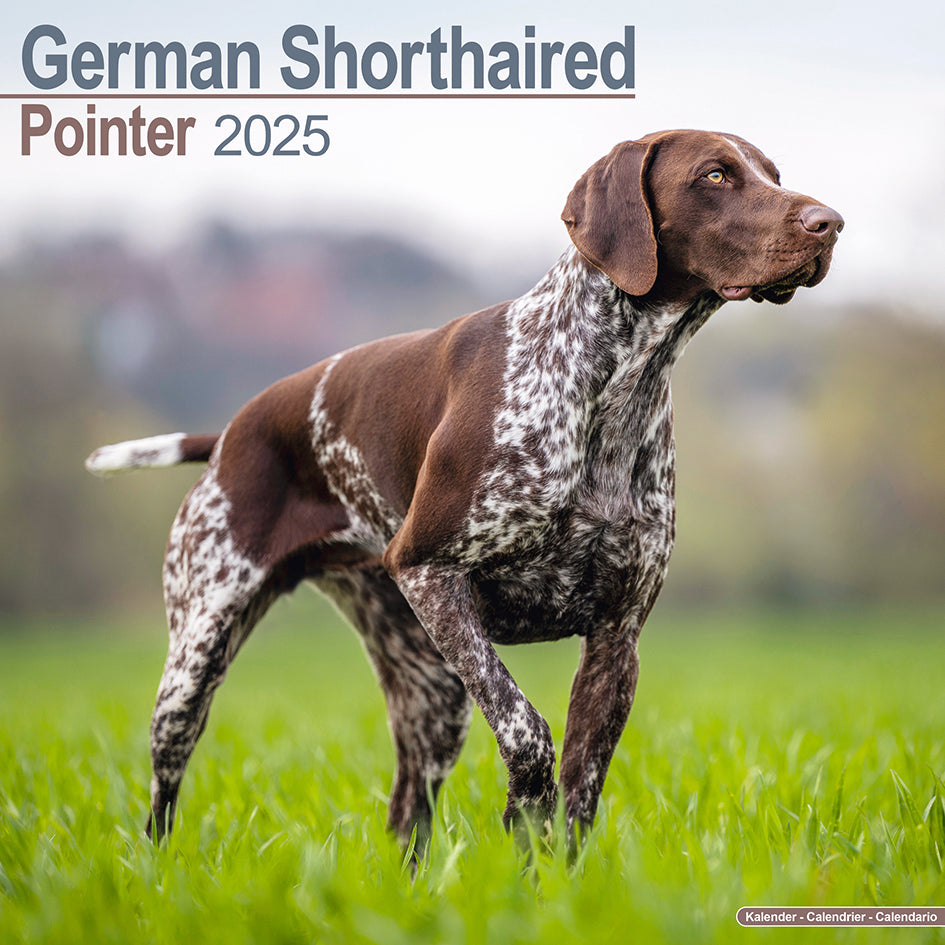German Shorthaired Pointer Kalender 2025 De Kalenderman