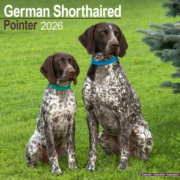 German Shorthaired Pointer Kalender 2026