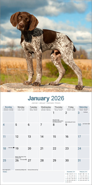 German Shorthaired Pointer Kalender 2026
