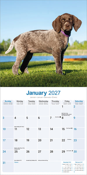 German Shorthaired Pointer Kalender 2027
