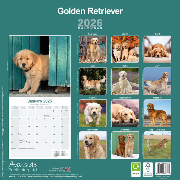 Golden Retriever Kalender 2026