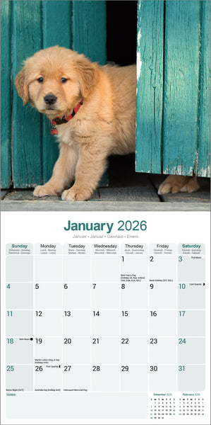Golden Retriever Kalender 2026