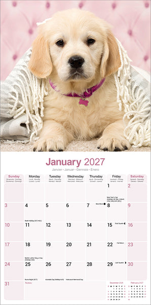 Golden Retriever Kalender 2027