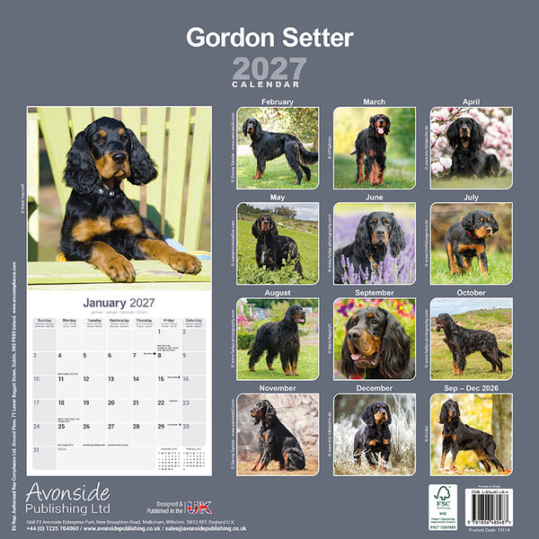 Gordon Setter Kalender 2027