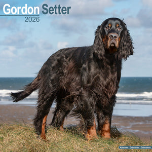 Gordon Setter Kalender 2026