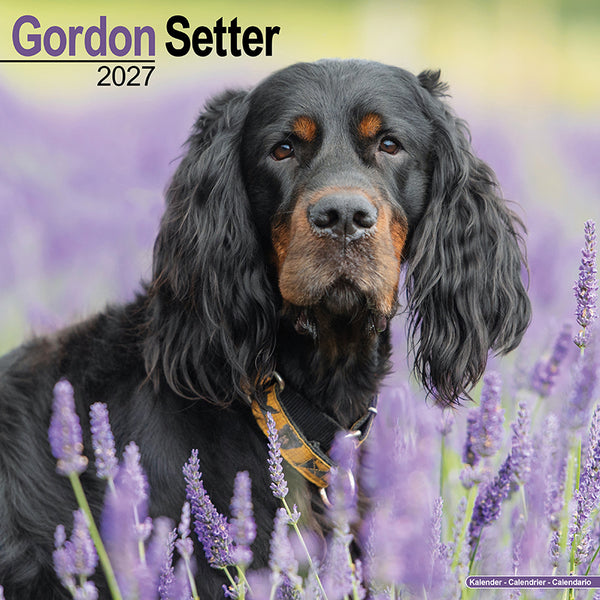 Gordon Setter Kalender 2027