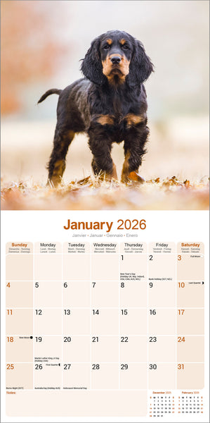 Gordon Setter Kalender 2026