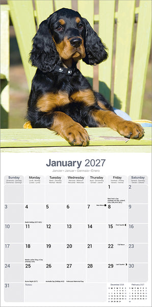 Gordon Setter Kalender 2027